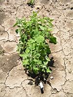 Quinoa Temuco (1) (Photo F. Mrugala)